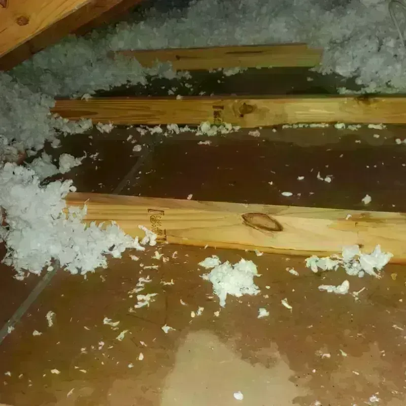 Attic Water Damage in Tamiami, FL